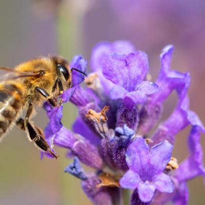 Bee g28e84e780 1920