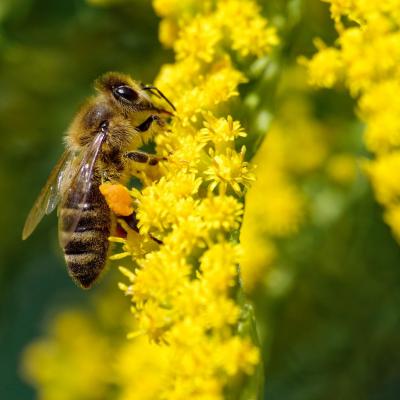Bee g5d432eca8 1920