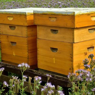 Beehive gafd2aeaab 1921