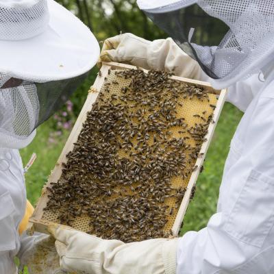 Beekeeper ge86664aa3 1920