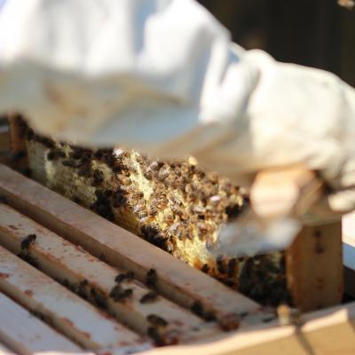 Bees gaeaf66470 1920