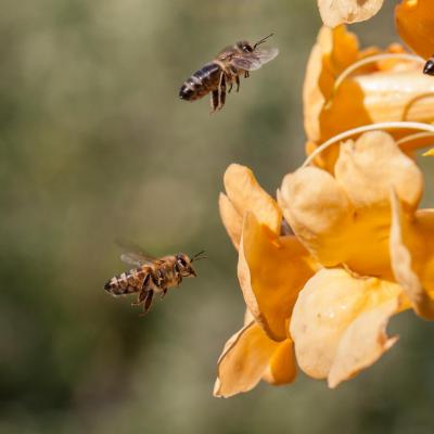 Bees gbe3c86a92 1920