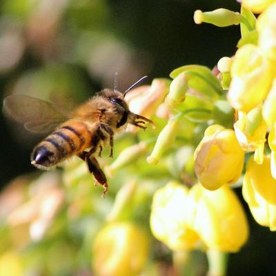 Honey bee g0a960d3b7 1920