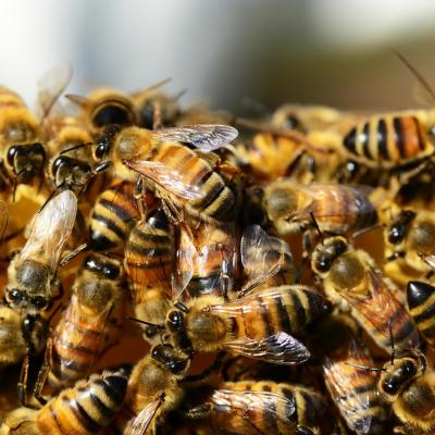 Honey bees g4bc680c29 1920 1 
