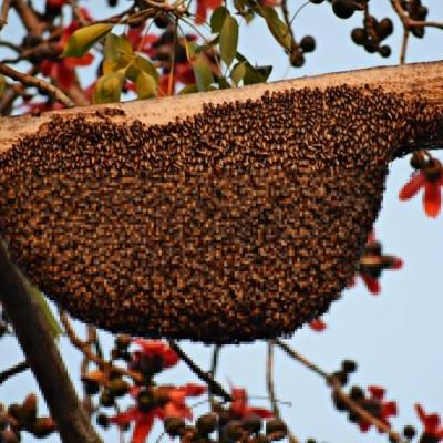 Honeybees g3096827a8 1920