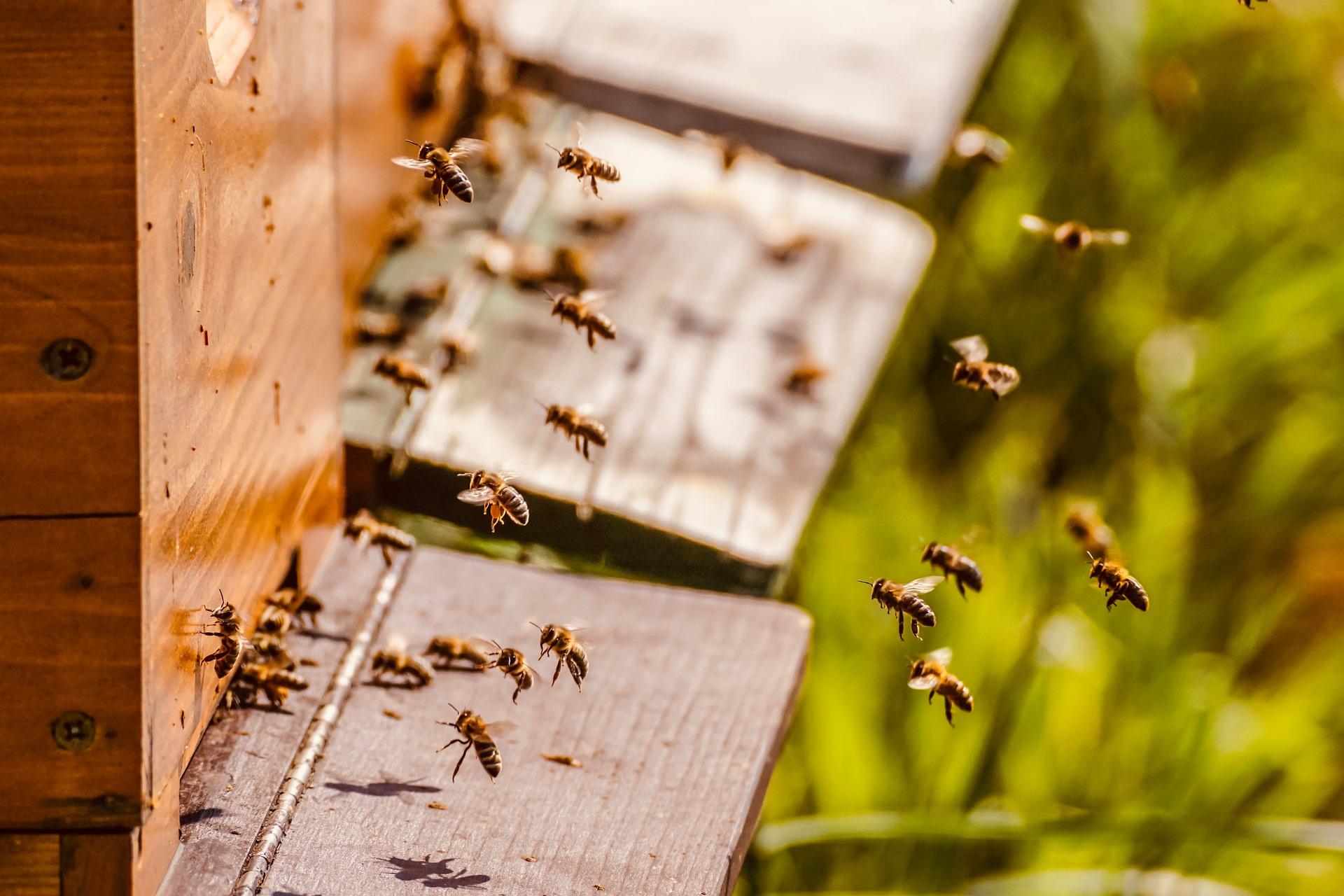 Beehive g47f69cae0 1920