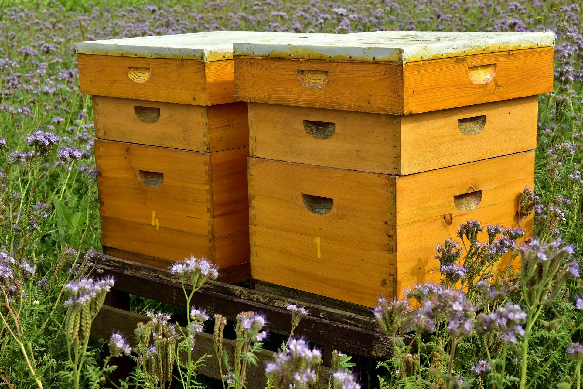 Beehive gafd2aeaab 1921