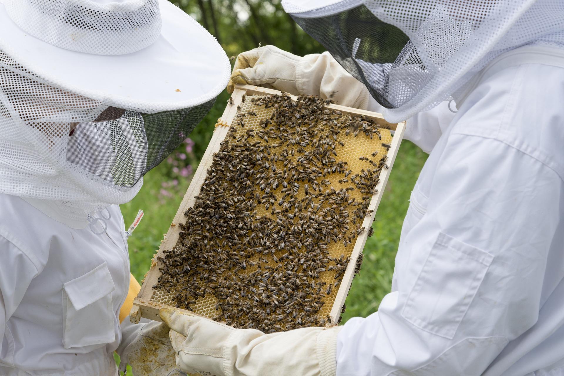Beekeeper ge86664aa3 1920
