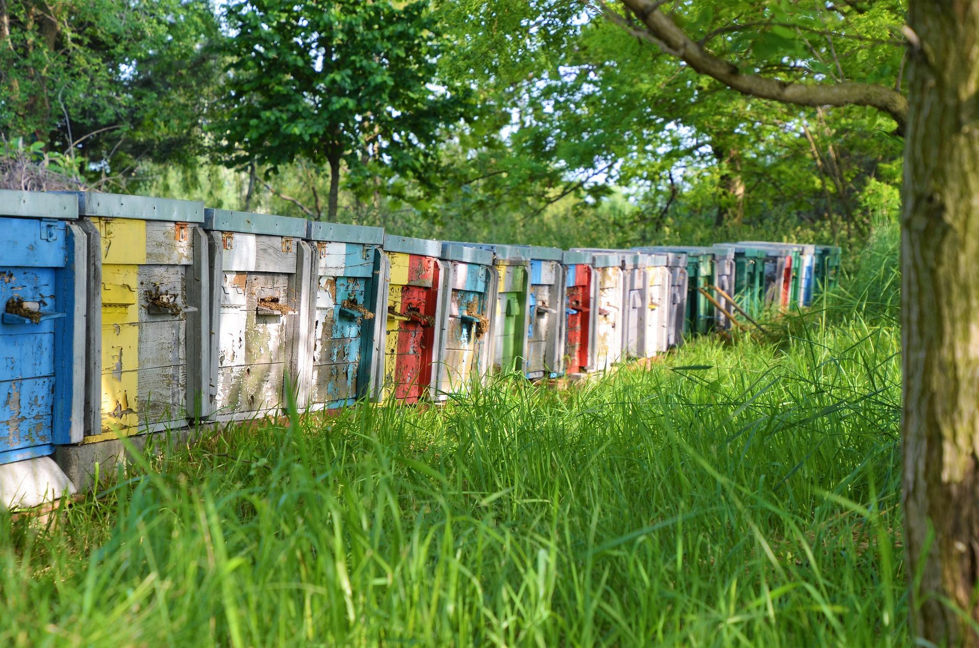 Beekeeping g95bcd0657 1920