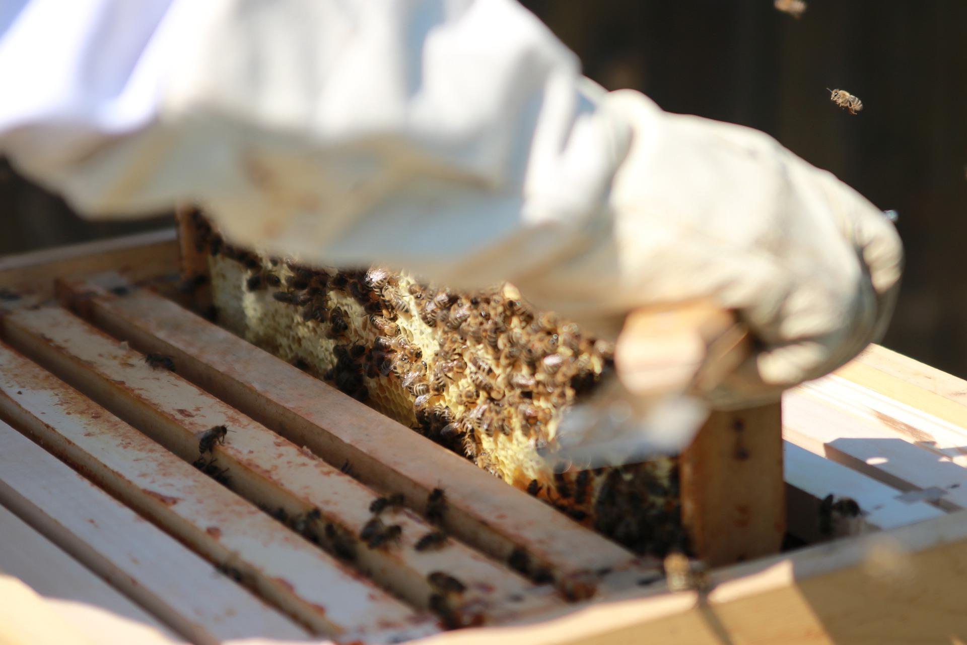 Bees gaeaf66470 1920