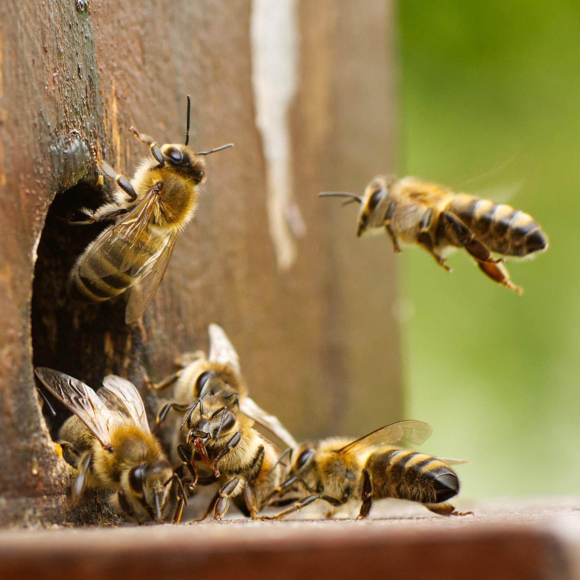 Bees gef95d8633 1921