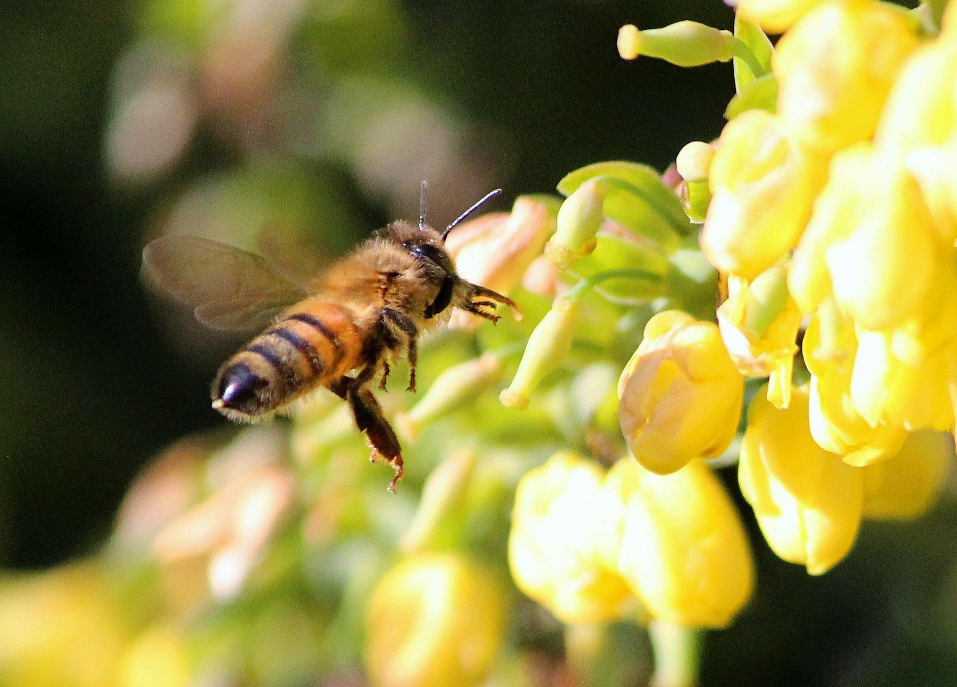 Honey bee g0a960d3b7 1920