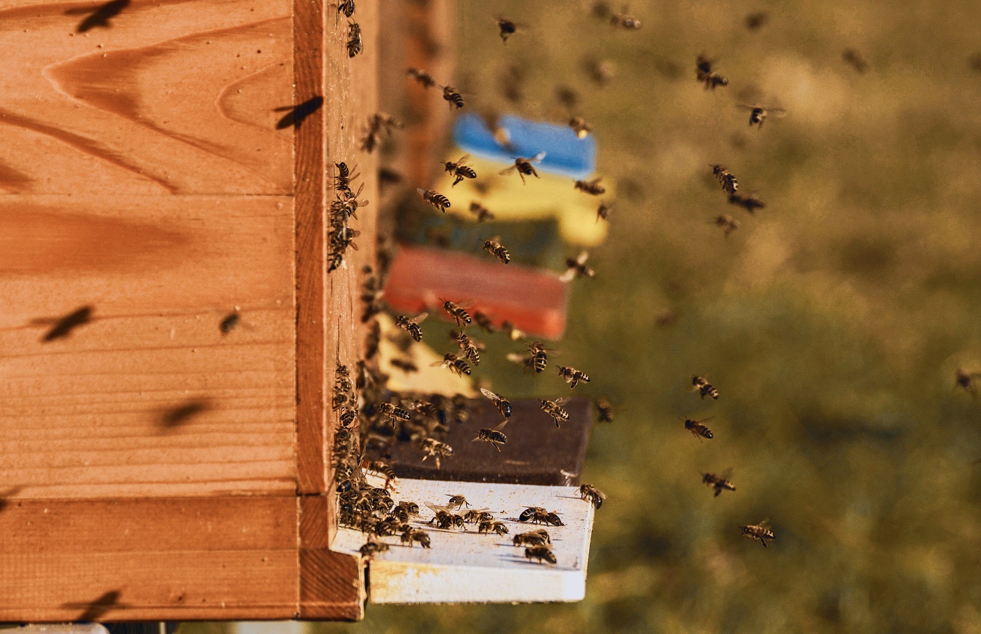 STAGES D'APICULTURE (02,60,77)